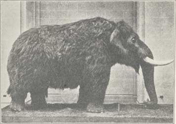 The Cohoes Mastodon Restored in New York State Museum.